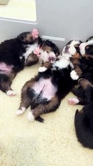 Any breed of puppy exudes tenderness