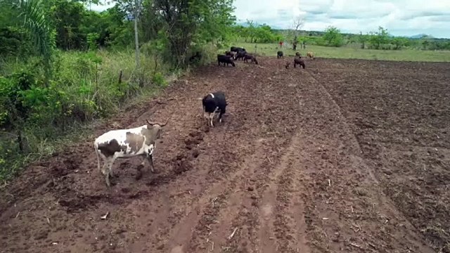 Ejército RD localiza con drones 17 vacas denunciadas como robadas en Dajabón