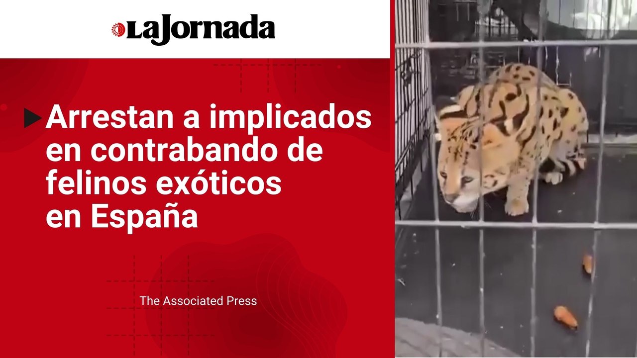 Policía española arresta a dos implicados en red de contrabando de felinos exóticos