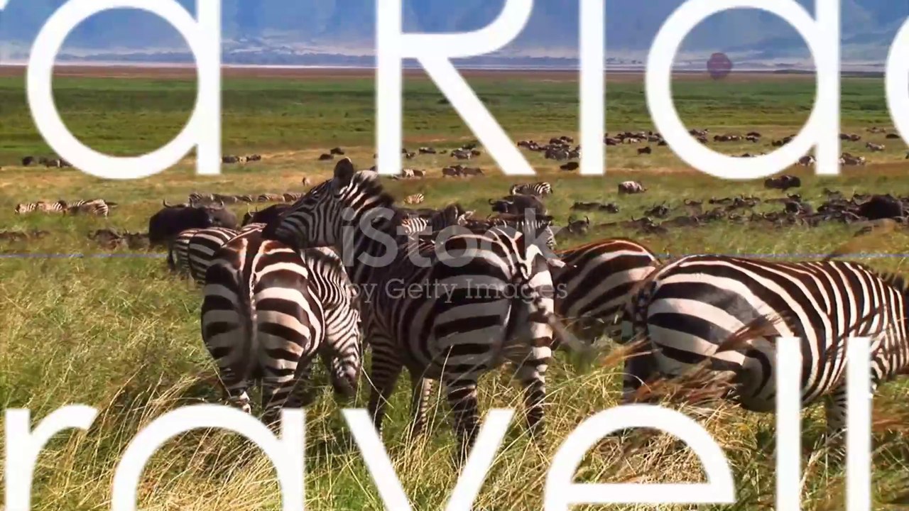 Zebra Rap Video