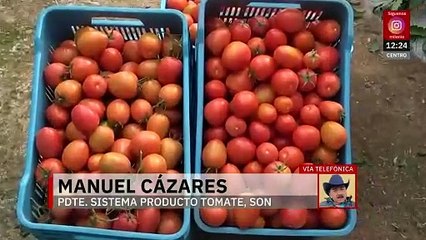 Con arancel al jitomate la industria colapsa, aseguran productores