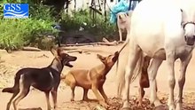 DOGS VS HORSES