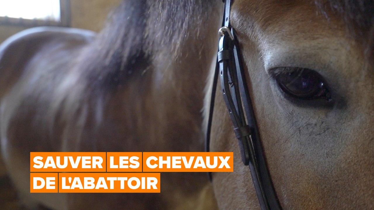 Sauver les chevaux de l'abattoir