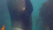Adorable fur seals filmed frolicking off Tasman Peninsula