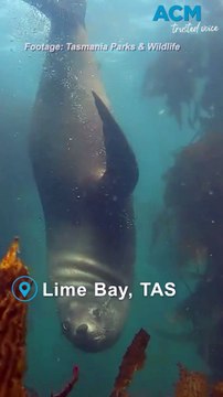 Adorable fur seals filmed frolicking off Tasman Peninsula