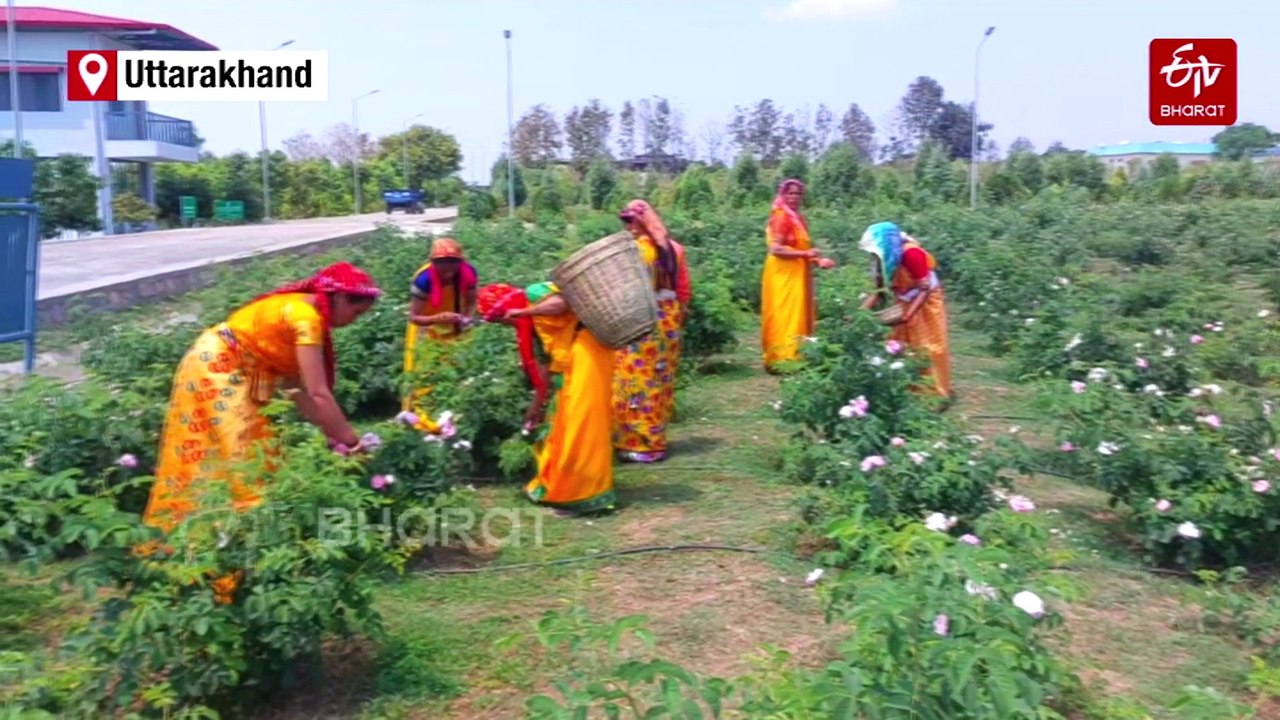 Bloom Boom As Bulgarian Roses Spread Aroma Farming & Joy In Hills Of Uttarakhand