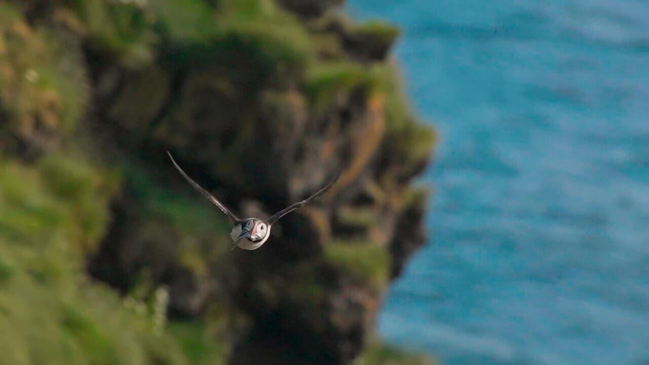 Islande, le sanctuaire des macareux