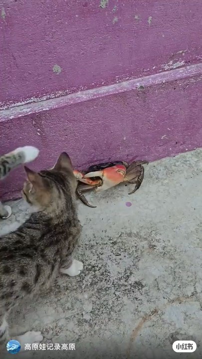 cat and crab fight
