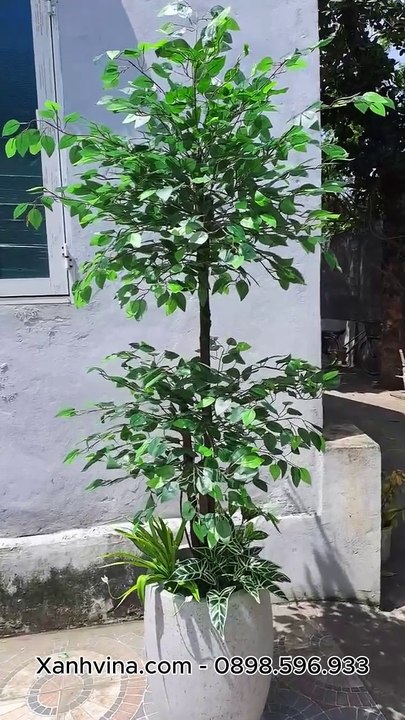 cây hạnh phúc giả _ Xanhvina