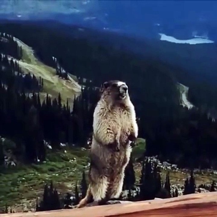 🐻🌄 Discover the fascinating world of Marmots in our latest video! These a