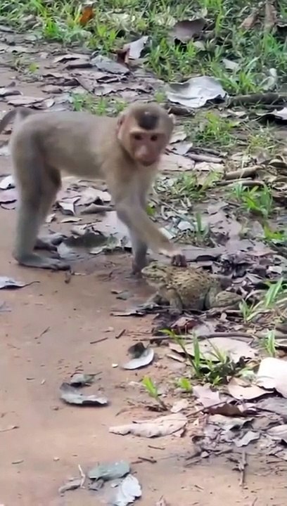 funny video