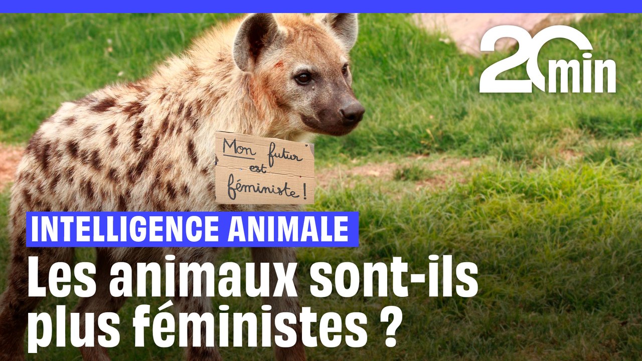 Intelligence animale : Les animaux sont-ils plus féministes que les êtres humains ?