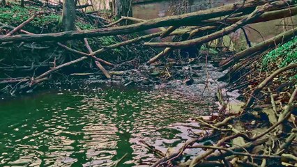 Magic of the Old Bridge- Relaxing Water Sounds in 4K-001
