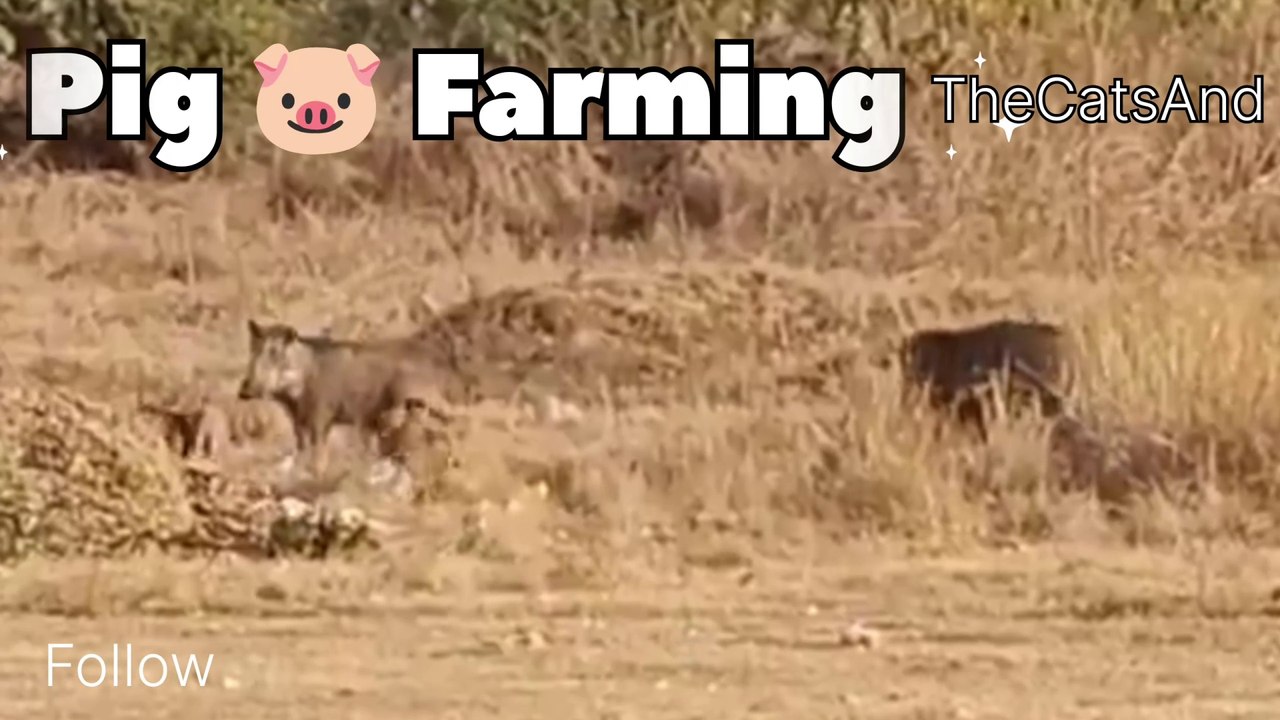 Pig Farming for Beginners | Pig Farming Project | #foryou #dailymotion #dailymotionvideo #animals #zooamerica #TheCatsAnd #petsandanimals. #cuutepetanimals