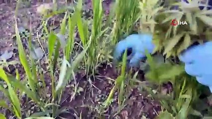 Sinop’taki bahçesinde kenevir bulunan vatandaş konuştu