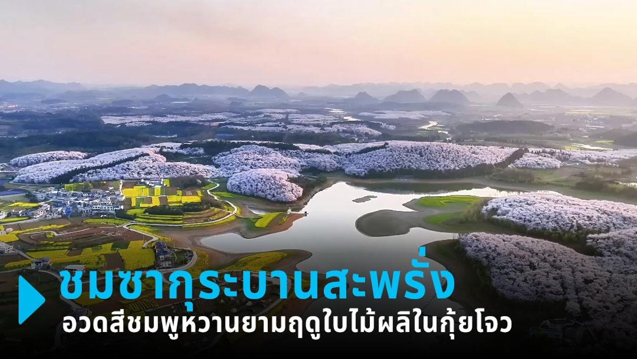 สวนซากุระ กว่า 6,000 ไร่ บานสะพรั่งในกุ้ยโจว