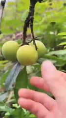 Let's enjoy amazing delicious and fresh fruits#shorts#fruits