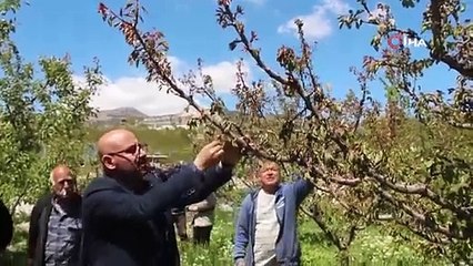 Türkiye’nin sofralık kayısı üretim merkezi, zirai donu yüzde 30 hasarla atlattı