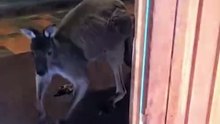 Kangaroo doesn’t want to leave the PUb in Australia 🇦🇺