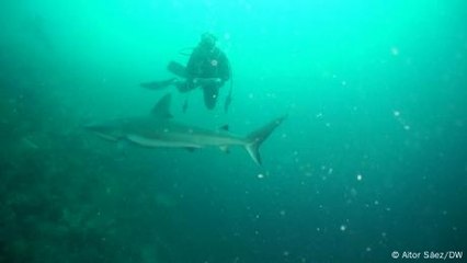Glorimar, pionera en estudiar tiburones en Puerto Rico