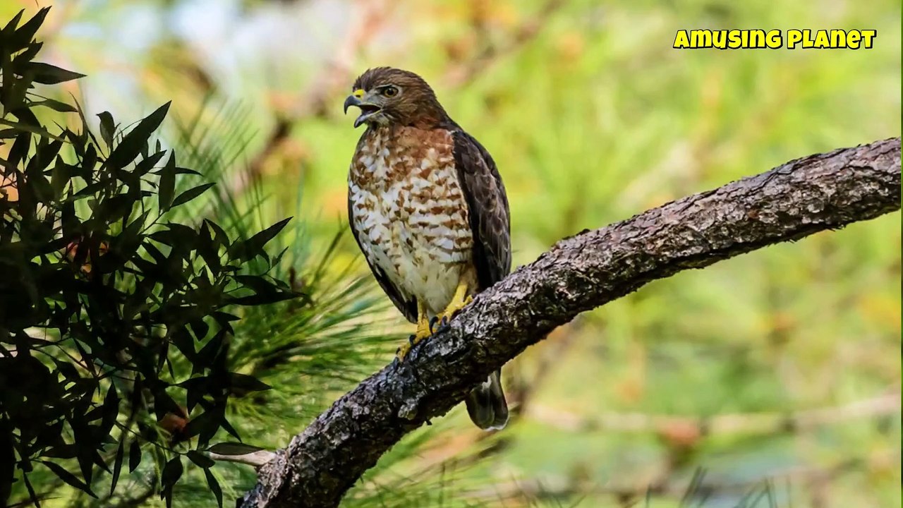 broad winged hawk call