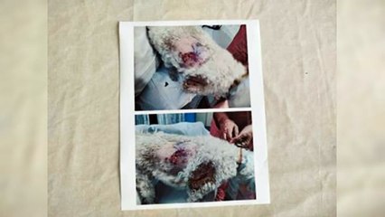 Víctima de ataque de pitbull deplora desatención de dueños