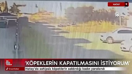 Hatay'da sahipsiz köpeklerin saldırdığı kadın yaralandı