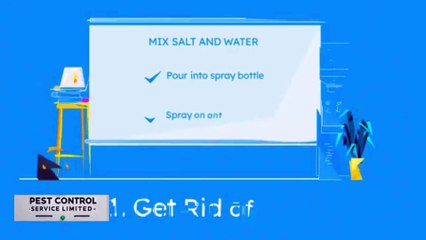 Homemade Cockroach Repellent | 100% Natural DIY Solution