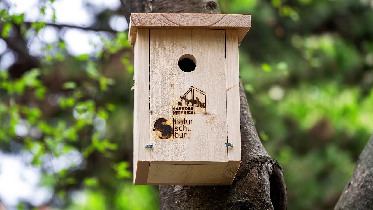 Wiens Himmel soll wieder zwitschern – 600 neue Vogelhäuser für den Artenschutz!