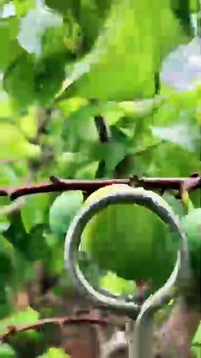 Fruit Garden