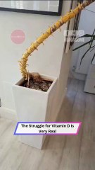 This Plant’s Dramatic Sprint to Sunlight Is the Funniest Thing You’ll See Today!