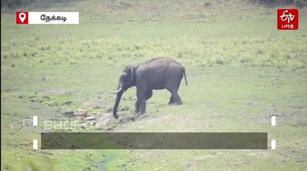 யப்பா என்னா வெயில்... உடல் மீது தண்ணீர் தெளித்து இளைப்பாறும் குட்டி யானை!