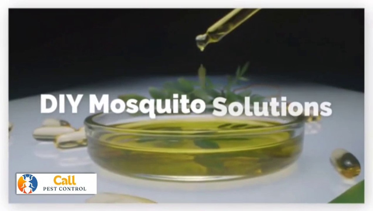 DIY Mosquito Trap That Actually Works – No Chemicals Needed!