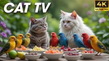 Video For Cats To Watch Bird in Winter – Chirps and Flaps! - Bird For Cats To Watch