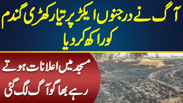 Fire Destroys Dozens OF Acres Of Ready Wheat | Mosque Alert Villagers | Wheat Fields Burnt To Ashes