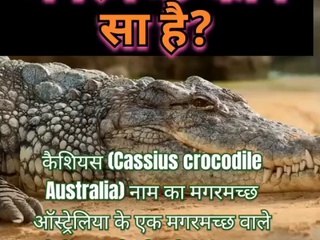 दुनिया का सबसे बड़ा मगरमच्छ कौन सा है और कहां पर पाया जाता है