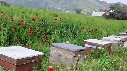 Bir ilimizde endişe veren gelişme: Arılar telef olmaya başladı
