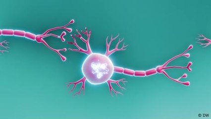 ¿Cómo funcionan nuestros nervios?