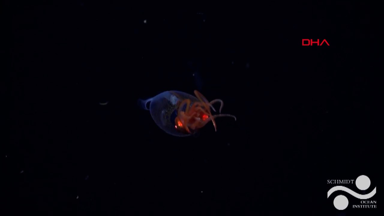 Dev kalamar ilk kez canlı olarak görüntülendi