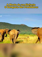 A Morte de um Elefante O Banquete dos Predadores