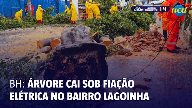 Árvore de grande porte cai sob fiação elétrica no bairro Lagoinha em BH