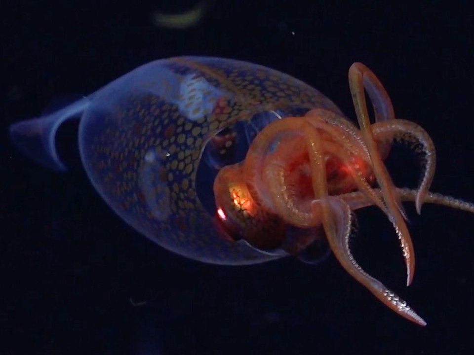 Sensation: Forscher filmen erstmals lebenden Koloss-Kalmar