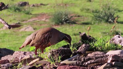 Perdiz roja Alectoris rufa