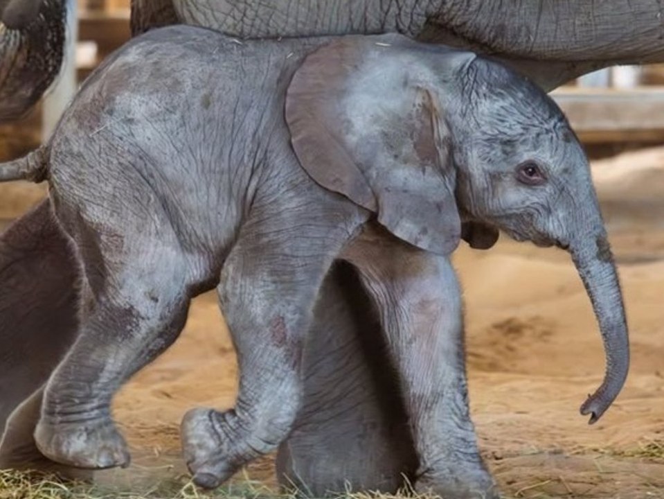 Zoo freut sich: Doppeltes Babyglück bei Mama-Elefanten