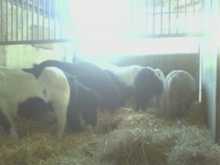 les etriers d'aquitaine