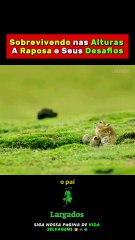 Sobrevivendo nas Alturas A Raposa Tibetana