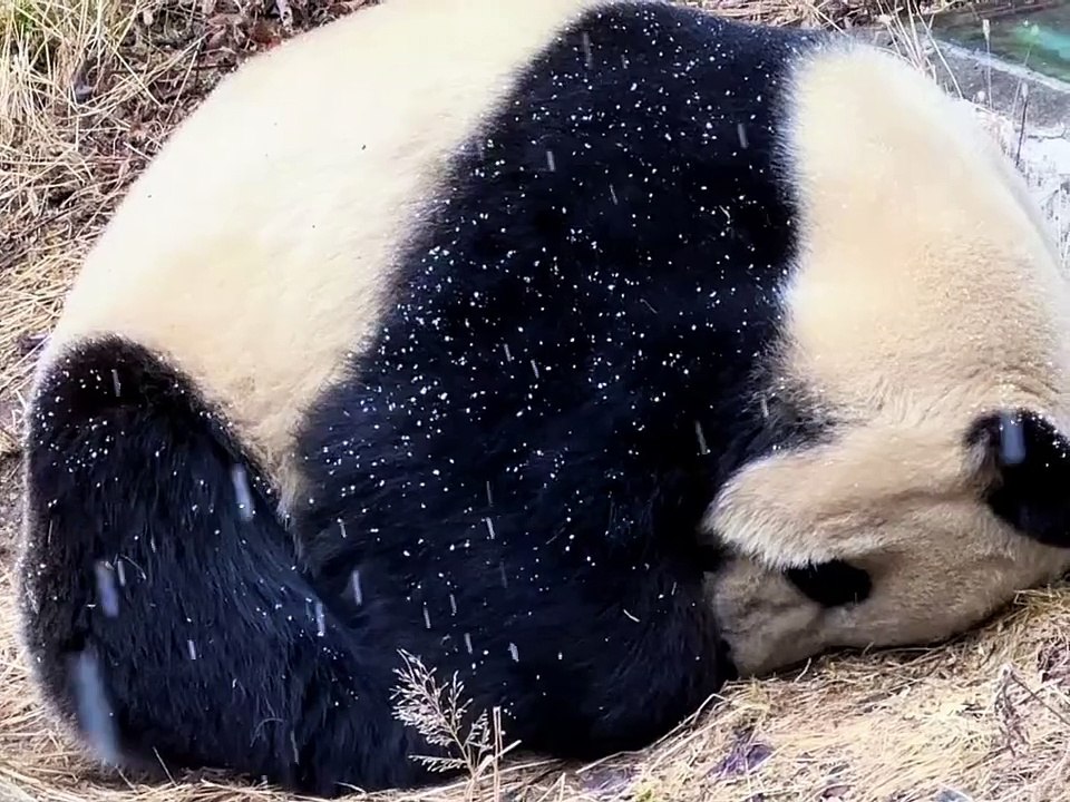 12- The Snow Kept Falling, But the Panda Never Woke