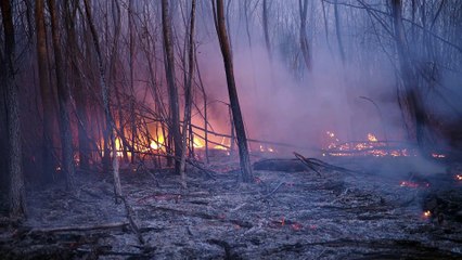 Urgent Efforts to Protect  Lives and Heritage  as Wildfires Devastate  South Korea