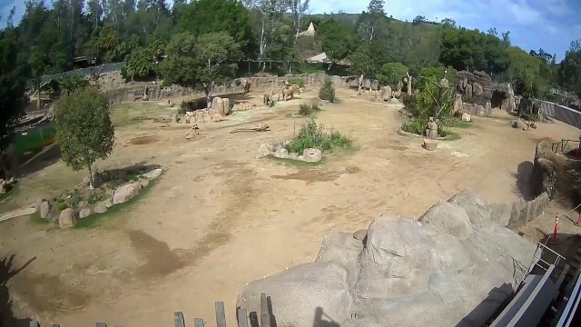 Una manada de elefantes se vuelve viral por proteger a sus crías durante sismo en California