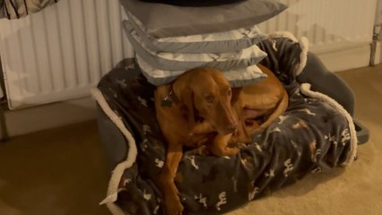 Dog was balancing pillows perfectly until one small move ruined everything